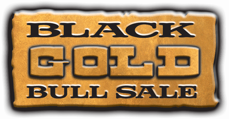 Black Gold Bull Sale